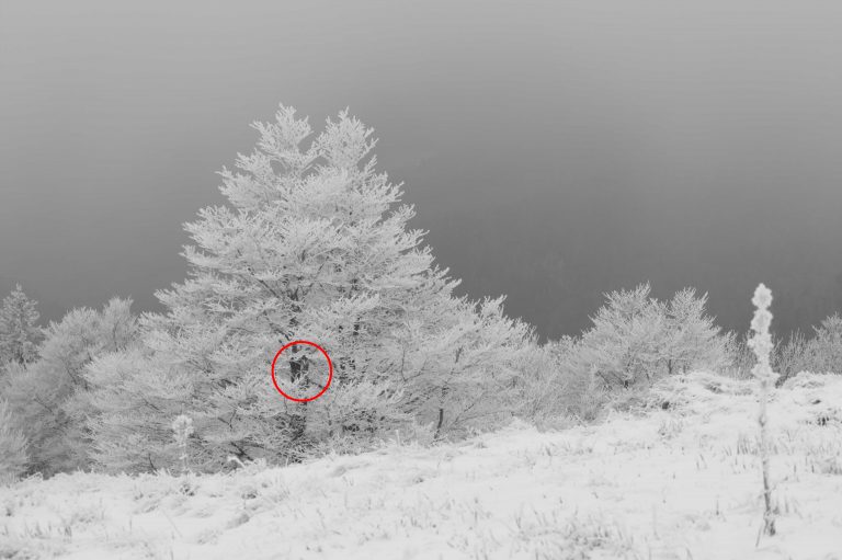 Image dite en noir et blanc, en fait constituée de 256 niveaux de gris